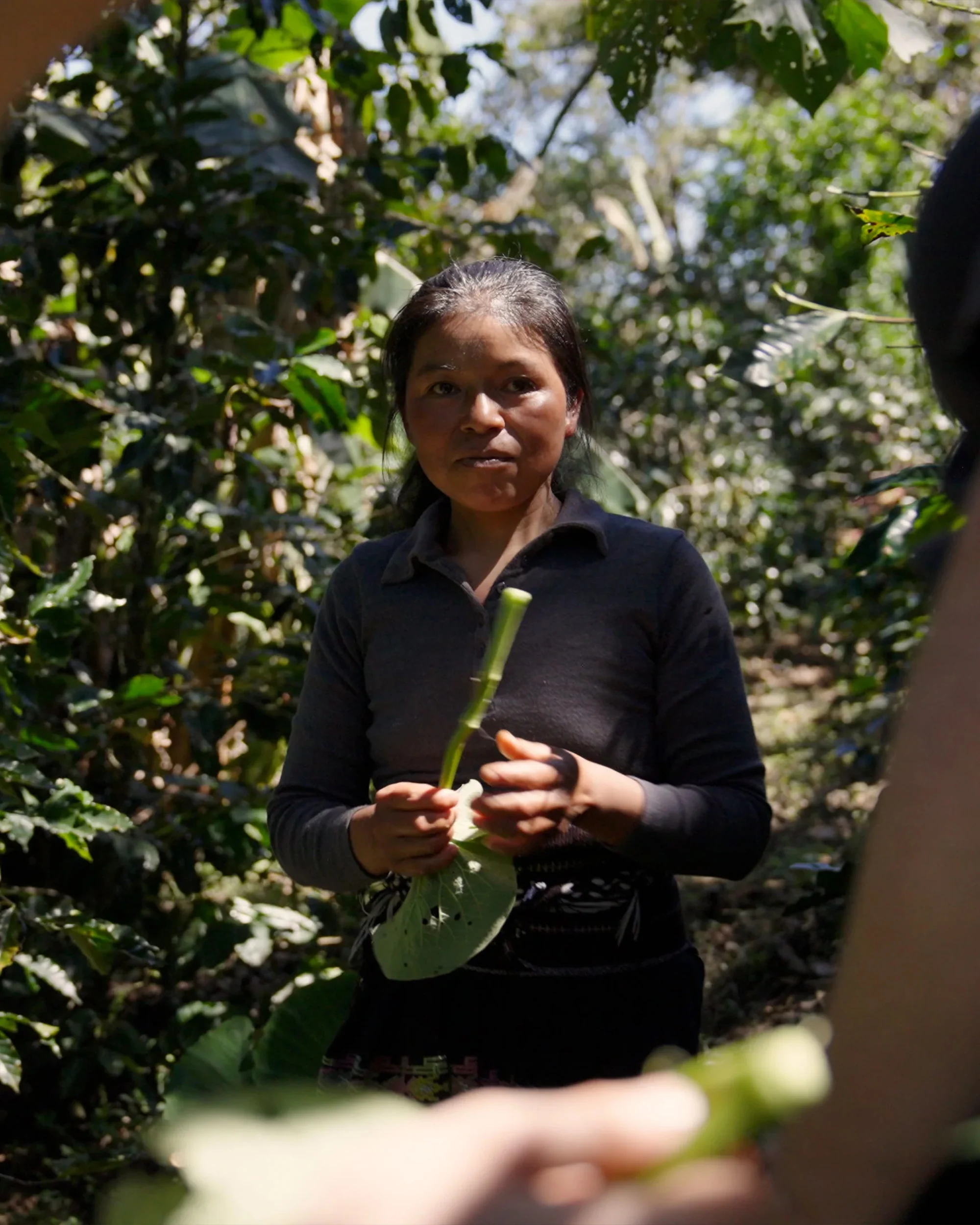 Campesinos de Tenejapa, Filter Roast - Image 4